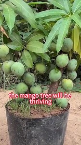 11K reactions · 78 comments | How to propagate mango tree quickly | Lee Yumi | Facebook