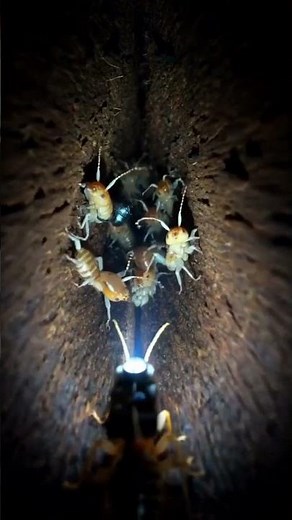 POV: You Are a Termite 🐜 | Destroying Wood From Inside (HD Macro)