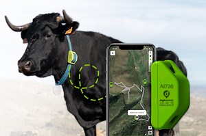 Collier GPS pour Vaches - Localisateur pour bovin