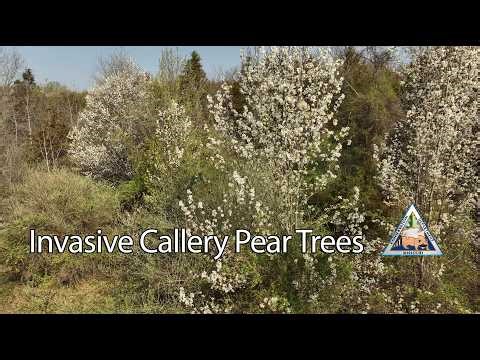 Invasive Callery Pear Trees