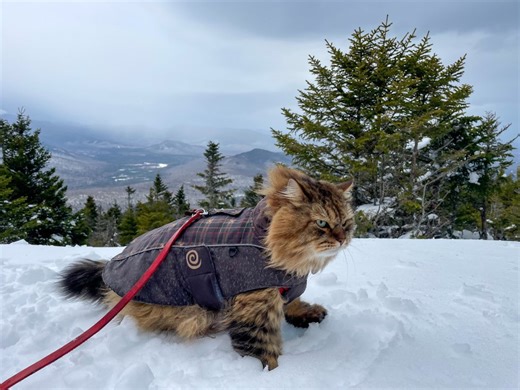 Hiking cat hopes to make Adirondack ‘46er’ history