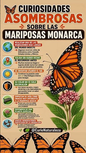 Información Útil sobre las Mariposas Monarcas #animales #mariposas #datocurioso