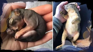 Woman rescues struggling baby squirrel in heartwarming act