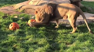 2.1K views · 116 reactions | All of us at the NEW Zoo wish you a very happy Halloween!! We hope you have a spooktacular day, and here's a video of adorable cats playing with pumpkins (in a snow-free space!!) - enjoy! | NEW Zoo & Adventure Park | Facebook