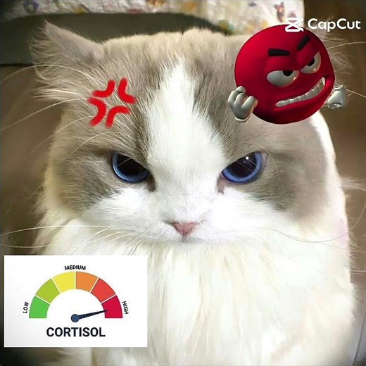 kucing marah dan senang