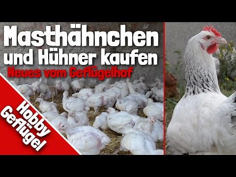 Masthähnchen und Hühner kaufen | Neues vom Geflügelhof