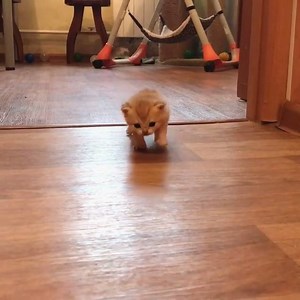 81K views · 3.3K reactions | Trying to sneak into the house at 5am like  | boohoo.com | Facebook