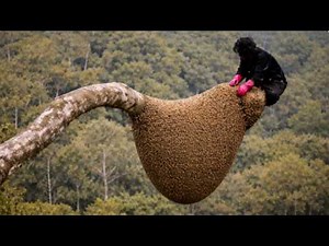 Climbing up a towering tree 50 meters high to harvest wild honey/Honey hunting.