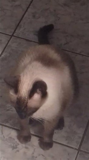 Tutorial de como fazer careta 😂