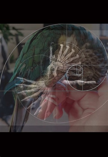 The Fibonacci Sequence: An Aesthetic Exploration