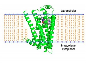 Beta 2 adrenergic receptor - Alchetron, the free social encyclopedia