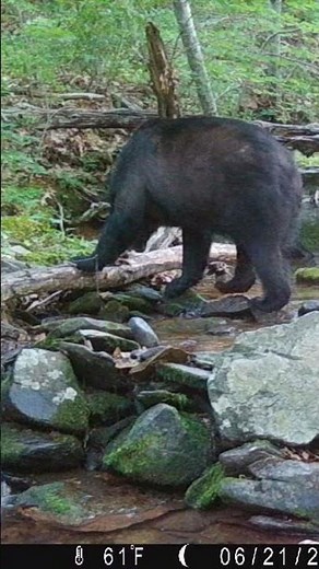 Trail Cam Captures the Biggest Black Bears of 2025!