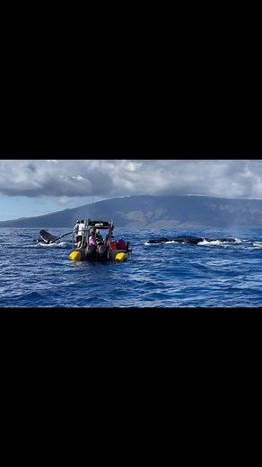 Up close and personal! This competition pod had a mind of its own and passed right by two of our boats! Such an incredible experience. 📸 @flyingdressphotographer While in the Hawaiian island humpback whale national marine sanctuary, we always follow the approach limits and guidelines. These whales approached us on their and our boats remained off the entire time. #hawaii #whales #humpbackwhales #whalewatching #natgeo #visitmaui | Ultimate Whale Watch & Snorkel
