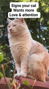 157K views · 1.2K reactions | Signs your cat needs wants more love and attention #reelsviralシ #fypreelsシ゚ #fypreelsシ゚viralシ #viralreelsシ #fypreelstrending #reelscats #catreels #catreelsfbviral #catreelsfb #fypシ゚ #reelspetlover #catcute | All about cats | Facebook