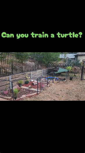 Training Your Turtle: Tips and Techniques