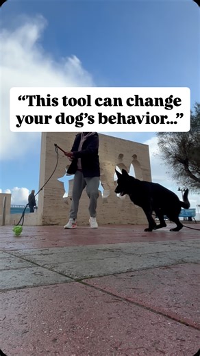 The flirt pole is one of the most powerful tools you can use to drain energy, build impulse control, and strengthen your dog’s focus—all in a controlled, structured way. 🐾 Most owners think it’s just a “fun game,” but if you use it correctly, it becomes a serious behavior-shaping tool. Dogs instinctively love the chase, but what matters isn’t just the running… it’s the stopping. The pause. The stillness. The moment your dog chooses discipline over instinct. That’s where training truly happens. 