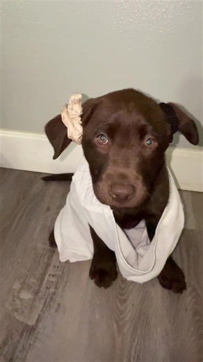 Donny the house elf #labrador #chocolatelab #puppy #fyp #PetsofDyson