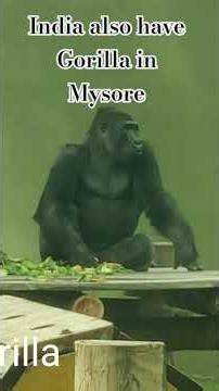 🦍 Real Gorilla at Mysuru Zoo! Unbelievable Close-Up! #shortvideo #tranding #vbloger #Gorilla #silver