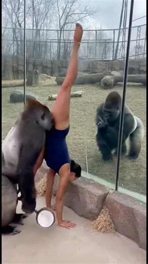 Handstand Right at the Zoo 😳