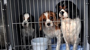 St. Paul considers pet store ban on mill-bred animals