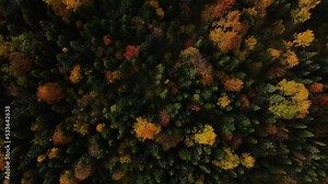 Yellowed autumn colored trees swaying in wind, aerial static top down view of the forest during fall season