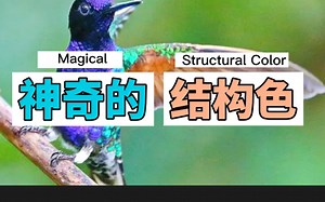 【科普】神奇的结构色
