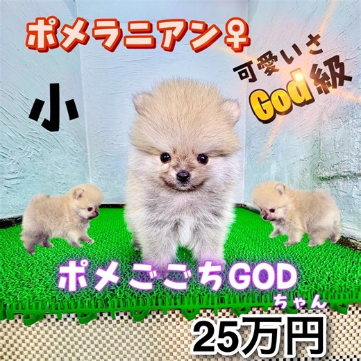 子犬販売🐶全国対応可能 #マルプリティ #マルプー #トイプードル #保護犬