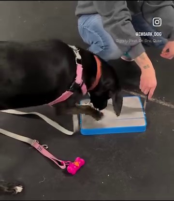 Did you miss our Nail Scratch Board clinic? Or have a dog who would not be comfortable in a group setting? No worries, as we offer individual sessions to learn a scratch board! A half hour session is $25 to come and learn how to get your dog to DIG a scratch board and do their own nails. Email Britni@embarkdog.com to set up a session. Diggerdog Nail File #nailboard #dognailtrim #scratchboard #dogtraining #nailtrimsdonothavetosuck | emBARK
