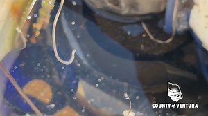 🐟🦟Ever heard of mosquito eating fish? They love larvae and they're available to the public for FREE here at our Vector Control Program. 👉If you have an ornamental water features you might need them this summer. We are expecting a surge in mosquitoes this season! During this Mosquito Awareness Week, the Environmental Health Division is urging everyone to take steps to prevent mosquito bites and reduce the risk of West Nile Virus (WNV). Here are a few ways to #fightthebite : 1. Stock Water Feat