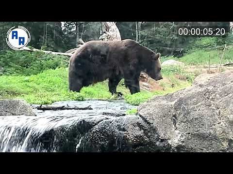 Bear Walk Cycle and Foraging ~ Animation Reference