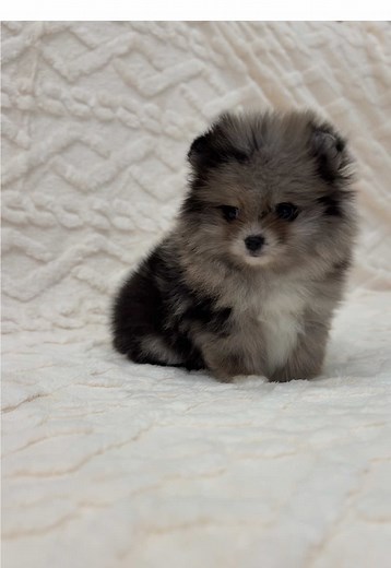 Mini 🐻 #mini_mishki_boo #pomeranian #pomeranianbaby #teacuppomeranian #teacuppuppies