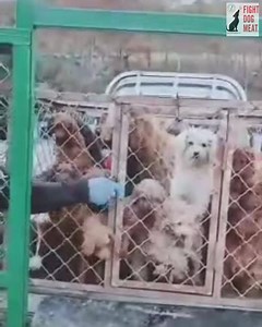CHINA: BOHE RESCUED 50 DOGS FROM SLAUGHTER! Bohe successfully rescued over 50 dogs from certain slaughter. THANK YOU to everyone who helped make the rescue possible. Bohe is always very thankful for your help. Next time we should be back to videos with 'no' music and not sped up. (We did 'not' add the music or speed.) The rescued dogs are now safe inside Bohe's shelter, with food and water and comfy warm beds. If you would like to help Bohe: https://fightdogmeat.com/donate/ Paypal: donate@fightd