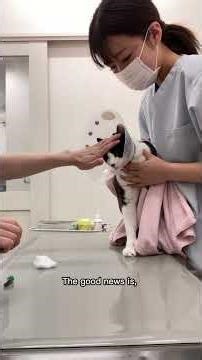 Feline viral infection 猫のウイルス感染症｜代表的な種類と特徴Feline Viral Infections｜Major Types and Key Features