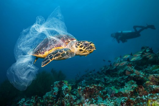 Protecting the Marine Environment from Land-based Activities