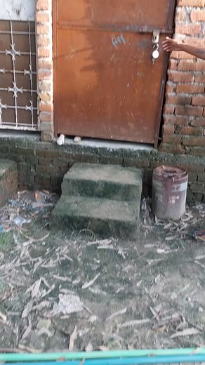 4K views · 771 reactions | Update on our Queen Stacy ❤️ Bit by bit step by step we will be there God willing please keep her in ur prayers now our baby girl seems to have the will to live and move on ! She asks for food and attention too !! #dontabandonyourpets #loveddogs #unconditionallove❤️ | Animal Connect | Facebook