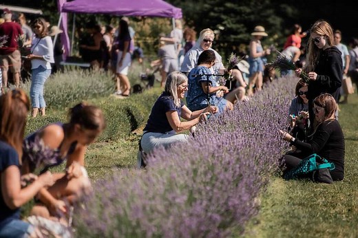Lavender Harvest Festival