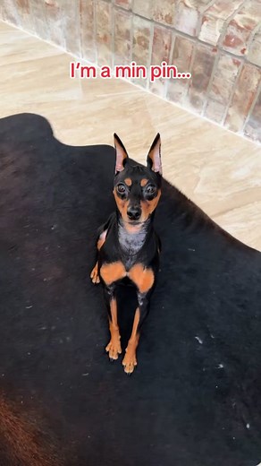 Miniature Pinscher Behavior: Quirks and Sleep Habits