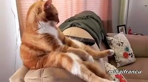 819K views · 16K shares | cats acting like humans | The Lion Tattoo Studio | Facebook