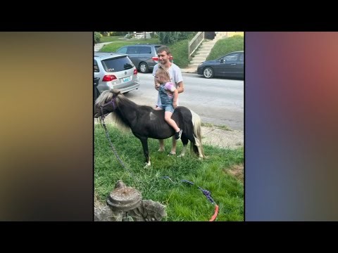 Neighbors rally to save beloved miniature horse after Louisville law change threatens to evict him