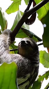 Have you ever heard a Sloth’s mating call? Well now you have! 👀🦥 | Fact Mania