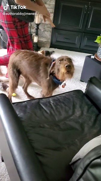 #tess #dogsoftiktok #huntingdog #pudelpointer