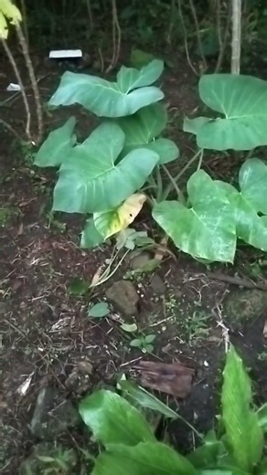 tales ku @sudah tumbuh nih mantep @feedshorts #