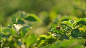 Colorado potato beetle on a potato leaf. Pests destroy a crop in the field. Parasites in agriculture. Stock Video