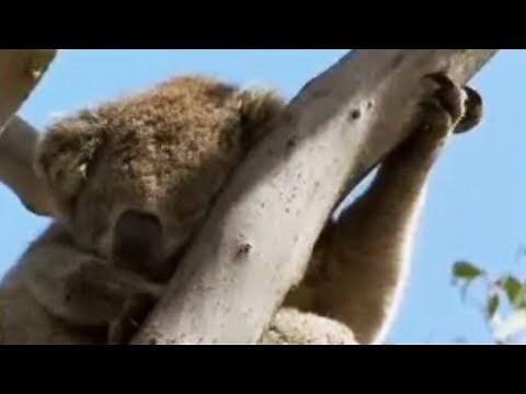 Cute and Cuddly! Koala Bears Eat and Then Sleep All Day Long! | BBC Studios