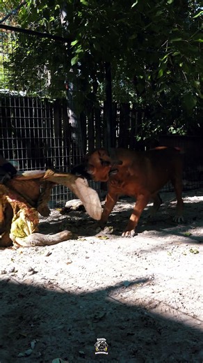 This Boerboel Doesn't Hold Back When It's Time To Earn His Share