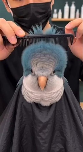 Funny Bird Haircut Transformation 😱 | Before & After