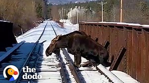 700-lb moose rescued from railroad tracks.