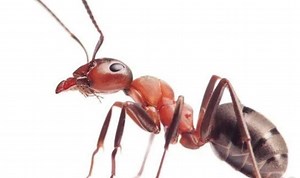 What Are Ants Saying to Each Other When They Pass In a Line?