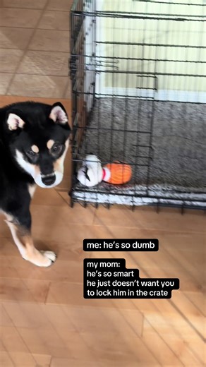 My mom used to be so scared of kuma and now everything kuma does is right 😓 is this 隔代亲？ . . . . . #fyp #puppy #shibainu #shibapuppy #puppytiktok