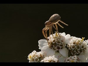 Cloudy with a Chance of Arachnids? 'Spider Rain' Explained